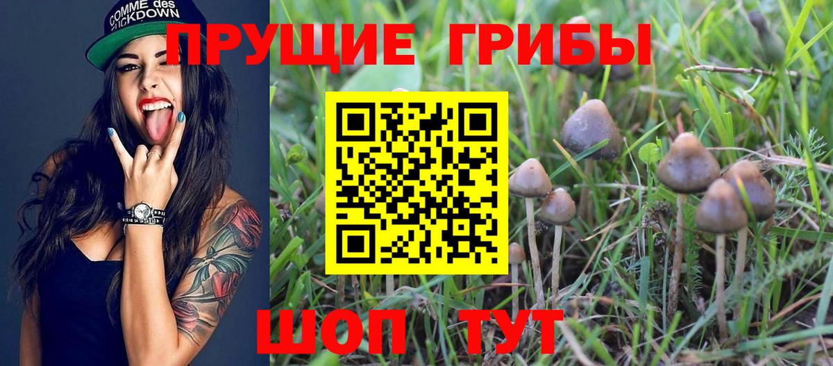 Галлюциногенные грибы Psilocybine cubensis Алексин